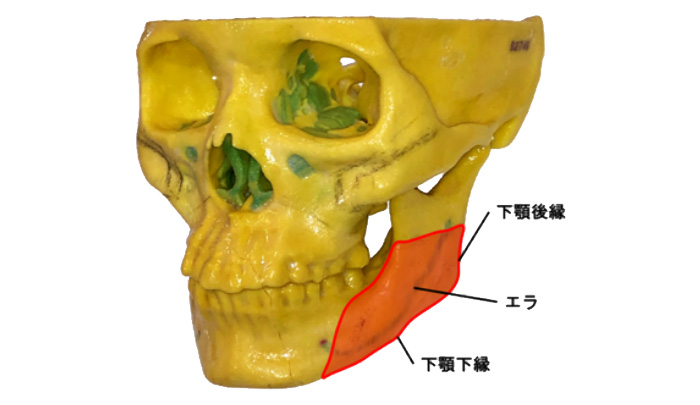 エラ骨格写真１