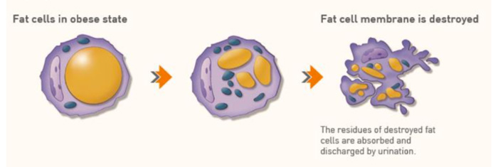 脂肪溶解注射の成分